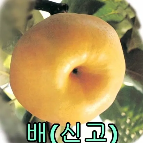 신고배나무접1년특묘 2그루/배나무/묘목/나무묘목/유실수