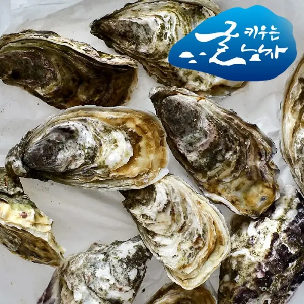 굴키우는남자 100% 국내산 싱싱한, 1box, 통영 석화(각굴) 5kg