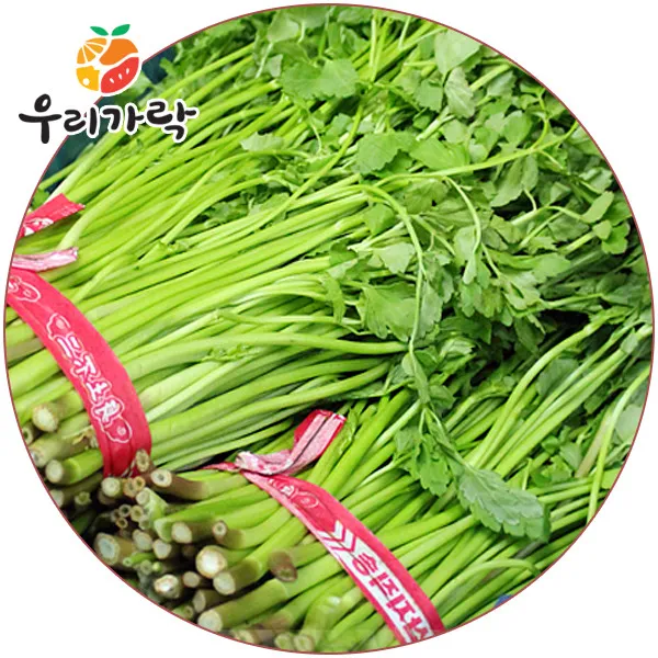  우리가락 미나리 1단 상세 설명 참조