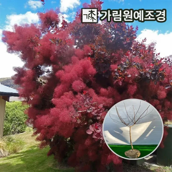 안개나무 자엽안개나무 로얄퍼플 영레이디 골든스피릿 매직컬토치
