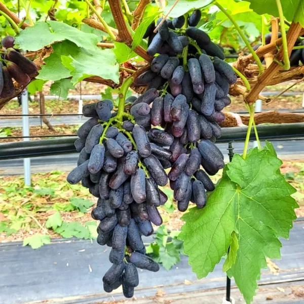 프룻데이 당도보장 블랙 사파이어 포도 가지포도 특 1kg (3수이내)