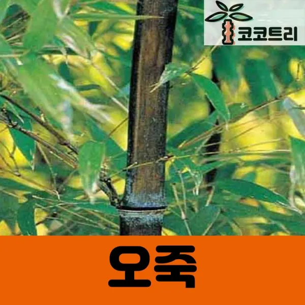 [코코트리] [차량배송] 오죽 묘목, 1개, 오죽 키200cm내외(화분)