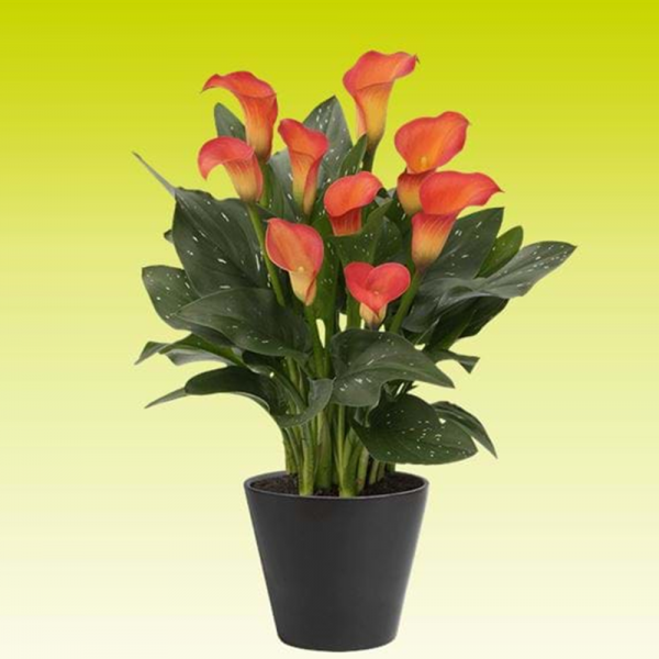 아임플라워(화림) 유색칼라 구근, 2. 오렌지