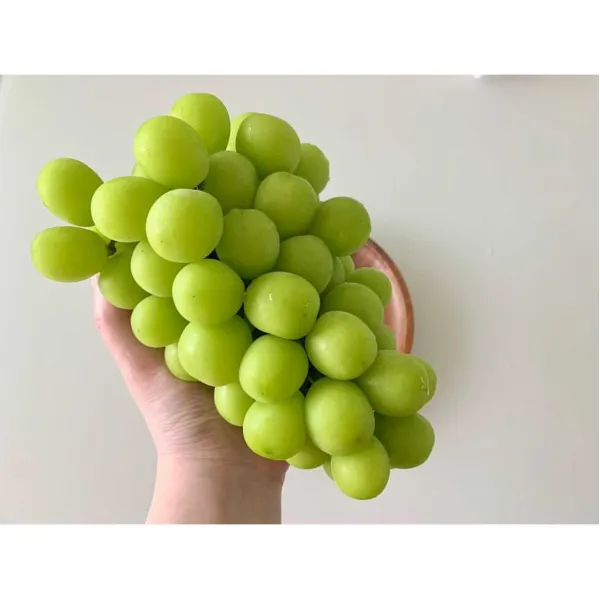 [오늘출발] 김천 샤인머스켓 망고포도 샤인머스켓1kg 샤인머스켓2kg 선물용샤인머스켓, 김천 샤인머스켓 500g(1수)