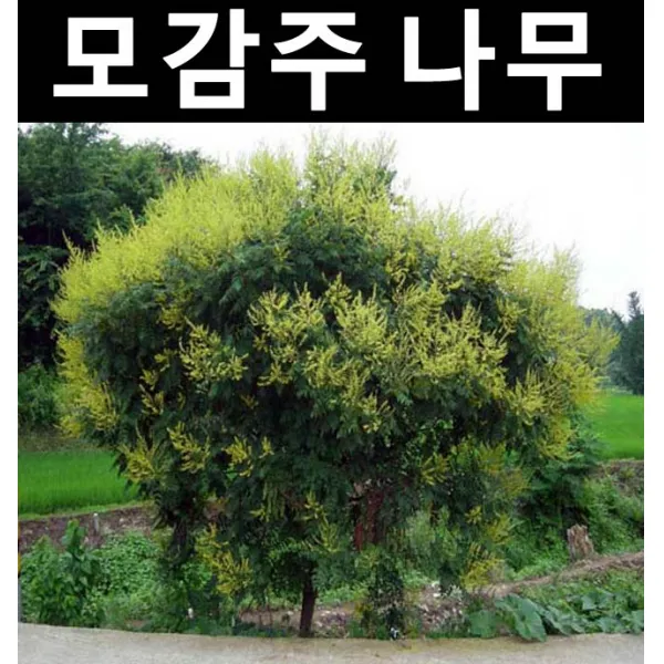 모감주 실생3년 화분 10개/나무 묘목/활엽수/정원용