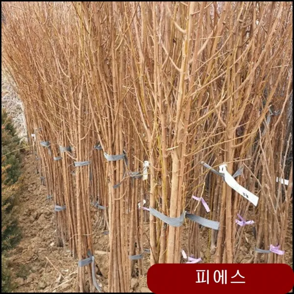 자두 추희 묘목 10개묶음 대봉 석류 살구 조경수 왕자두 왕석류 유실수 감나무 dedk