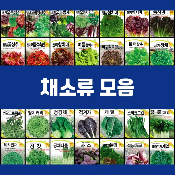 채소 씨앗 엽채류 모음 궁채나물 모듬 상추 쌈채 양상추 치커리 청경채 갓 케일 텃밭, 17.궁채나물(줄기)상추