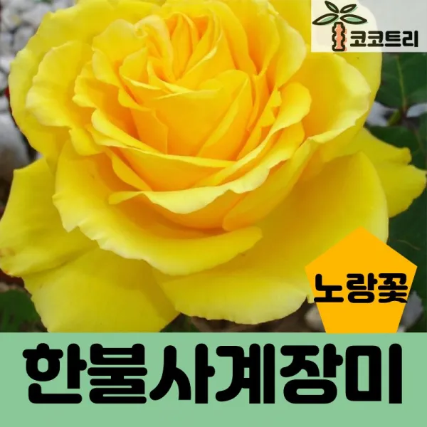 코코트리 [꽃나무] 한불사계장미, 1개, 한불사계장미 (노랑꽃)