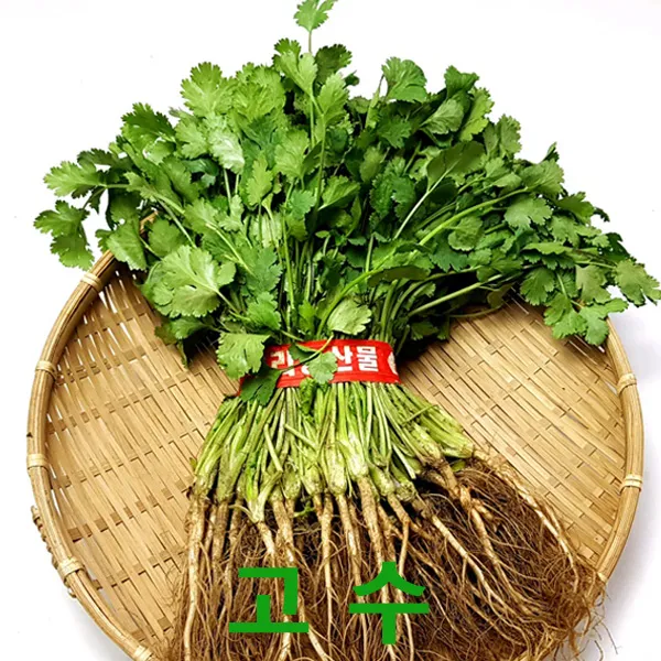 싱싱한 고수300g1단 고수잎 싱싱지오, 고수300g1단