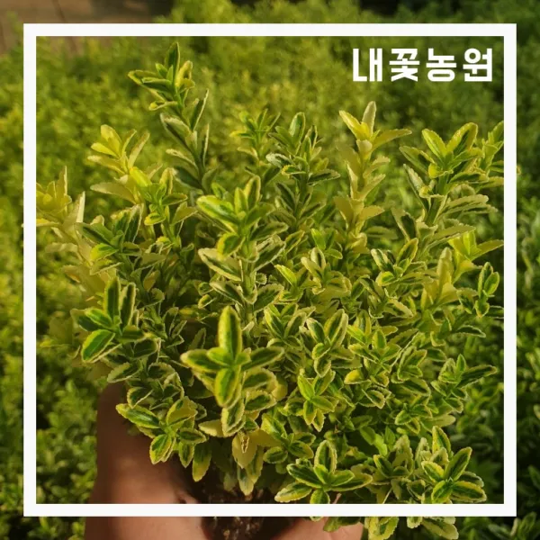 내꽃농원 미니황금사철 4치 포트 2주 묶음
