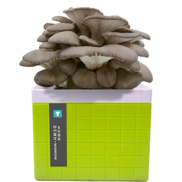 홈심다 식용 균종 하우스 자양함 느타리버섯 홈버섯 케이스, 느타리버섯 -큐브 타입 -그린