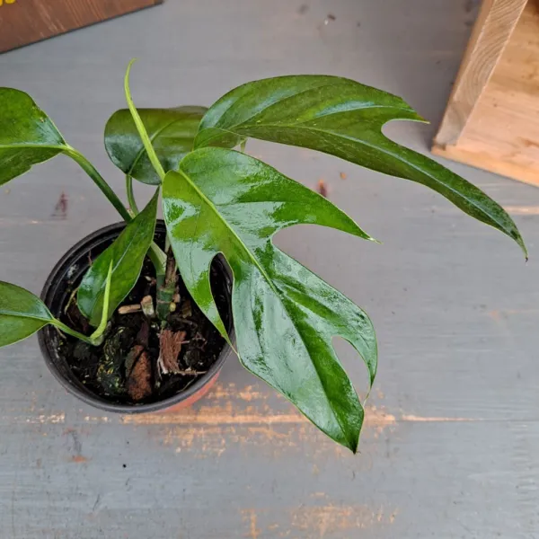 가꾸다 이퍼피늄 몬스테라