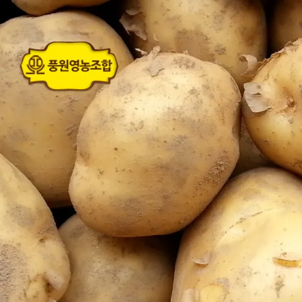풍원영농조합법인 2019년 햇 감자, 1box, 10_2019년 국내산 햇감자__왕특_10kg_[야구공사이즈]