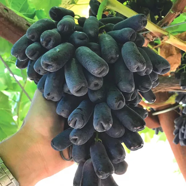 푸드삼대장-항공직송 블랙사파이어 포도, 블랙 사파이어 포도 1.0kg (1팩)