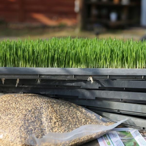 건강차만드는집 유기농 새싹보리 키우기 씨앗3kg 또는 씨앗2.1kg+재배기+상토+설명서 상토재배 추천 겉보리 1개 새싹보리 씨앗3kg