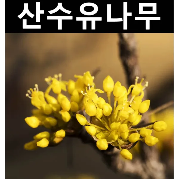 산수유 실생2년(뿌리) 5개/나무 묘목/활엽수/정원용
