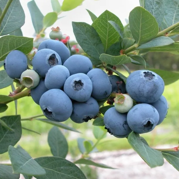 모든원예조경 블루베리묘목 (4년생) 결실주