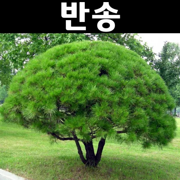 순수농원 반송 폭70cm 나무 묘목 상록수 조경수 관상수