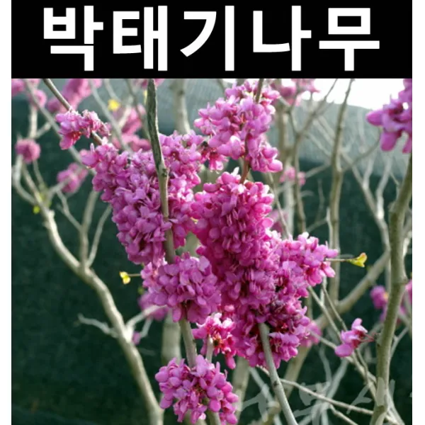 박태기 키1m 분 독립수/나무 묘목/생울타리/정원수/공원수