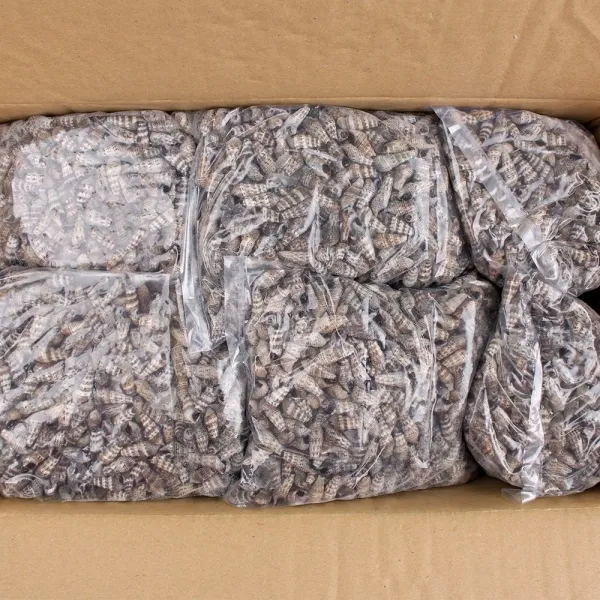 자숙갯고동 10KG 골뱅이 다슬기 냉동갯고동 냉동다슬기 요리용골뱅이 다슬기국 국물용재료 업소용골뱅이 고동살 다슬기살, 1