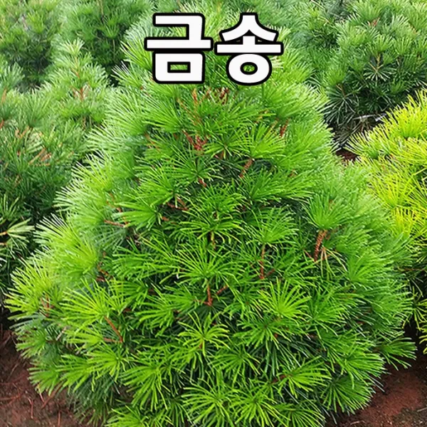 금송 키70cm 화분/나무 묘목/상록수/조경수