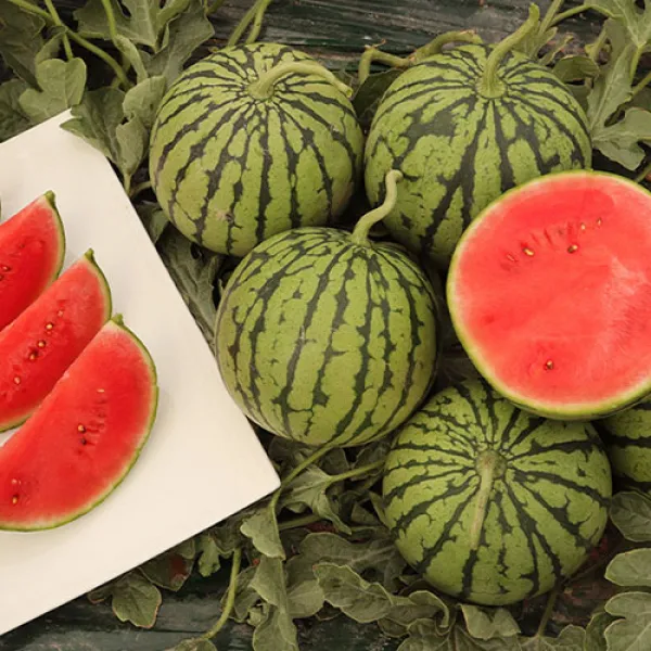 함평 애플수박 미니수박 공중수박 깍아먹는 수박 개별포장 이중포장 산지배송, 애플수박 4입 4kg