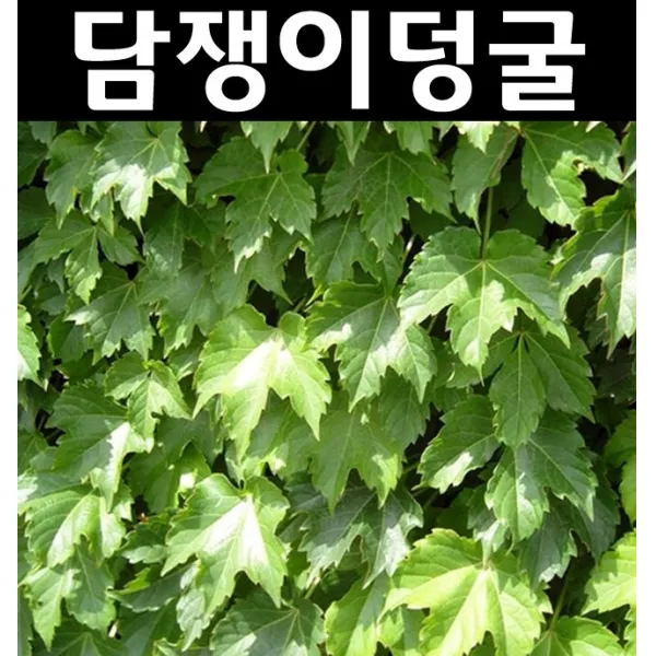 담쟁이덩굴 포트 5개/나무 묘목/덩굴성식물