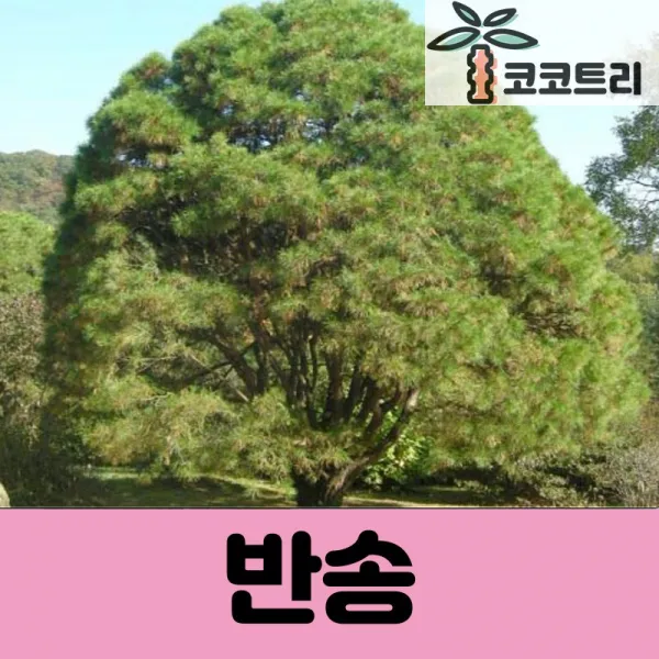 [코코트리] [소나무] 반송 묘목, 1개, [차량배송] 반송 폭120cm이상