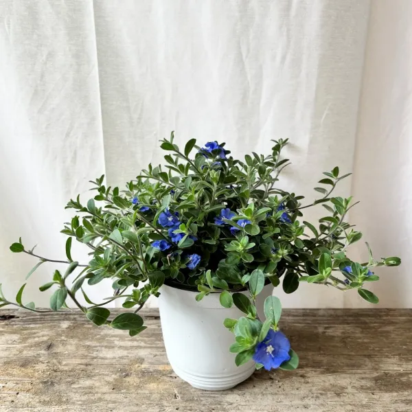 블루 아메리칸블루 중품 2040119 공기정화식물 반려식물