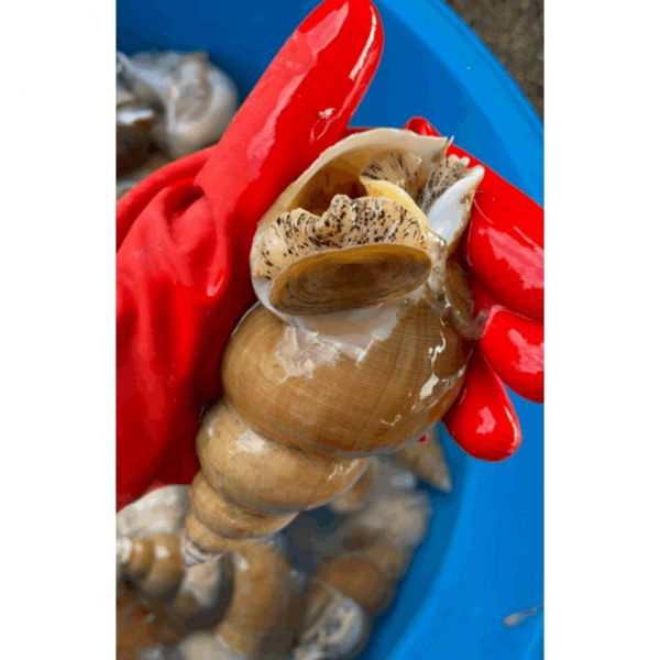 자연산 동해안 백고동 백골뱅이 참골뱅이 대/10~15마리 1kg 백골뱅이大 1kg