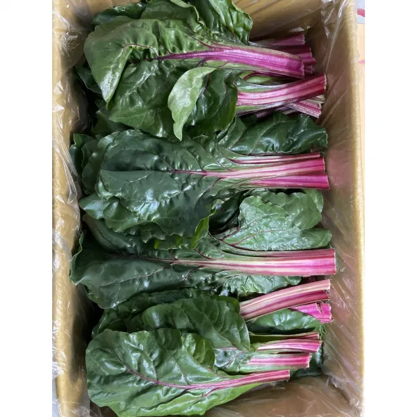적근대 2kg 1박스 1box 가락시장 경매 직송