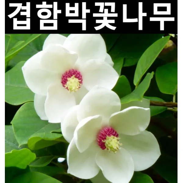 겹꽃함박꽃 접목2년 포트/나무 묘목/활엽수/정원용