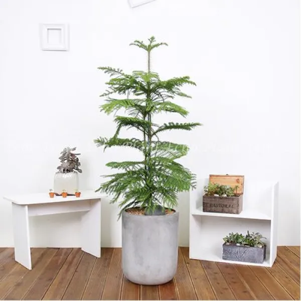 에코플랜트 대형화분 개업화분 거실인테리어화분 서울.경기 평일 당일배송 토요일 오후 일요일 주문건 월요일배송 <지방배송불가 및 영종도 가평 강화도 배송불가> 1개 04. 아라우카리아갈색