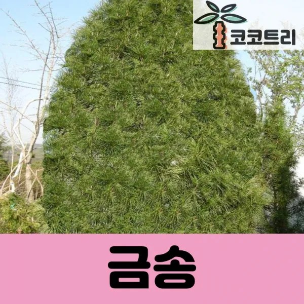 [코코트리] 금송 묘목, 1개, [차량배송] 금송 키300cm(분)