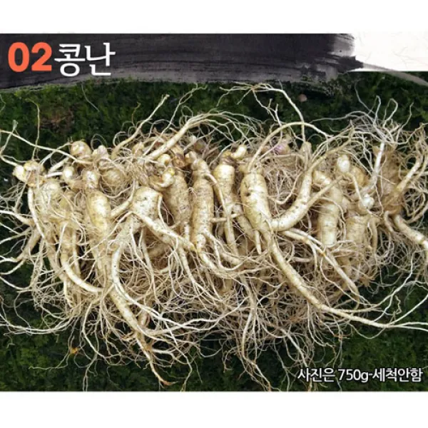 삼키우는마을 고려수삼 세척 무세척 수삼 가정용, 02.콩난파삼750g-무료세척