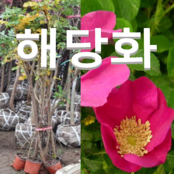  성실농원 해당화묘목 포트 키 약60센치 4그루