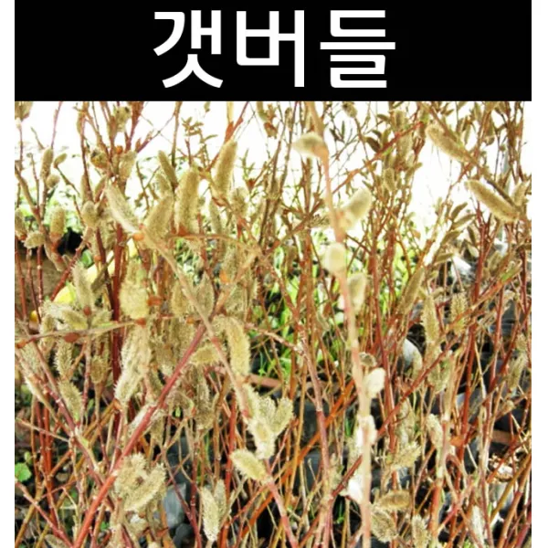 갯버들 키100cm 5개/수생식물/장화기능식물