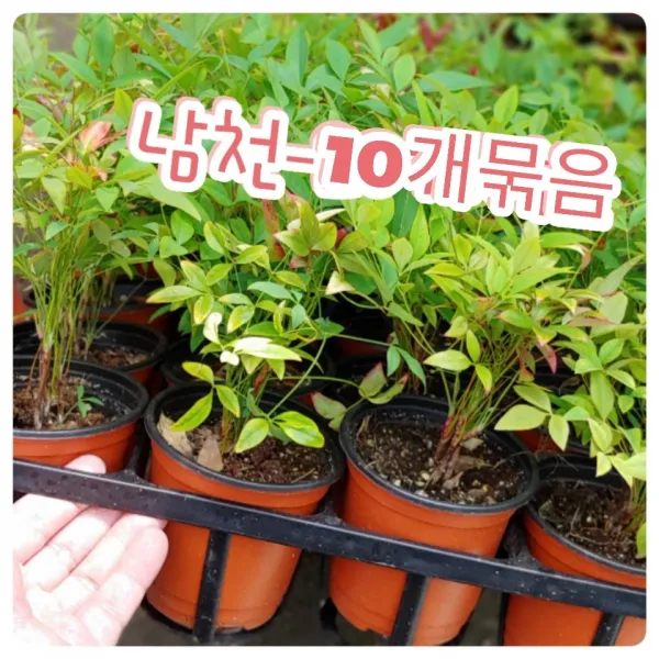 꽃나라엘리스 남천-10개묶음-꽃말은 전화위복