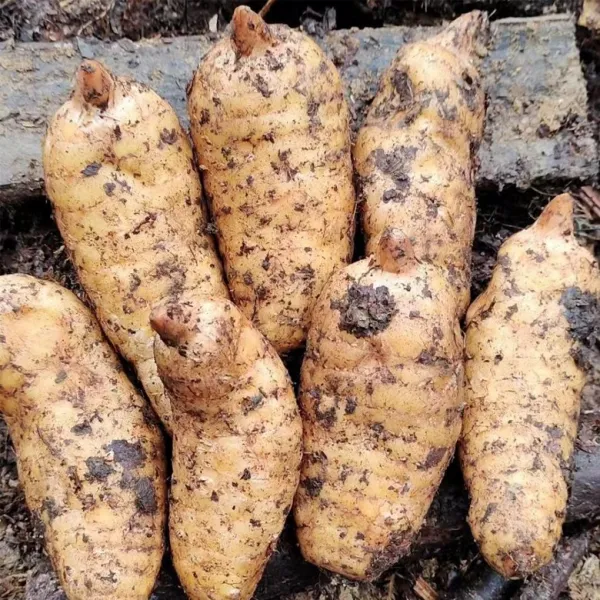 OKYAIOS 야생 신선하다천마 생천마, 1kg