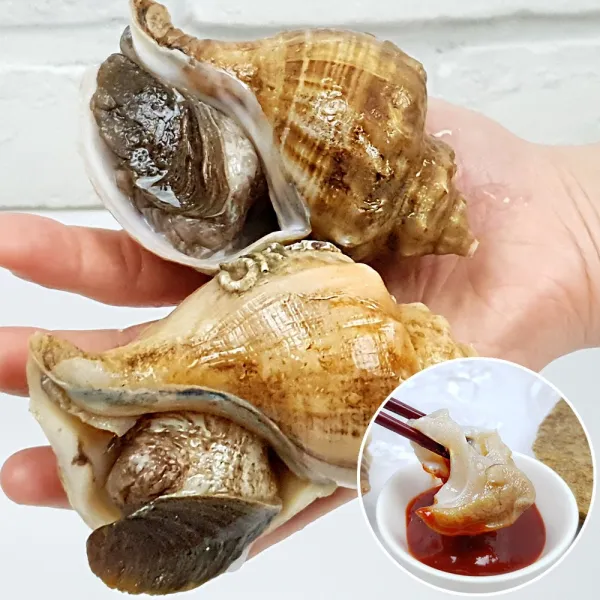산지직송 _살아있는 활 소라 1kg_10~15미 (품종-삐뚤이소라), 1개, 활소라1kg (10~15미) 삐뚤이소라