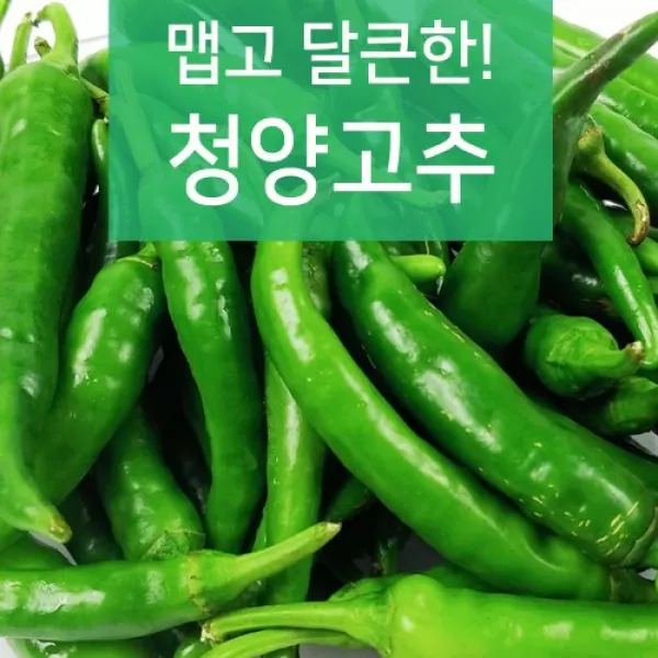 별내대박집 맵고 달큰한 청양고추 (3kg 5kg 7kg 10kg), 1박스, 3kg