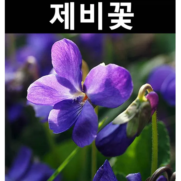제비꽃 포트 5개/봄꽃/야생화/지피식물/다년초