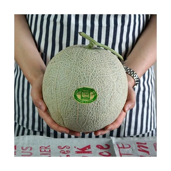[맛다름] [국내산] 머스크 세지메론 1입 1~1.6kg내외, 상세 설명 참조
