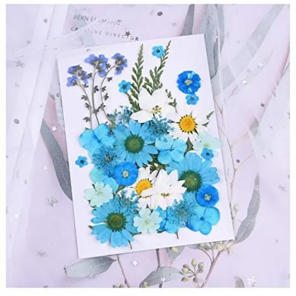 CheeseandU 35Pcs 리얼 혼합 건조 다발성 건식화 체리 데이지 앤 여왕 레이스 알리섬 아트 크래프트