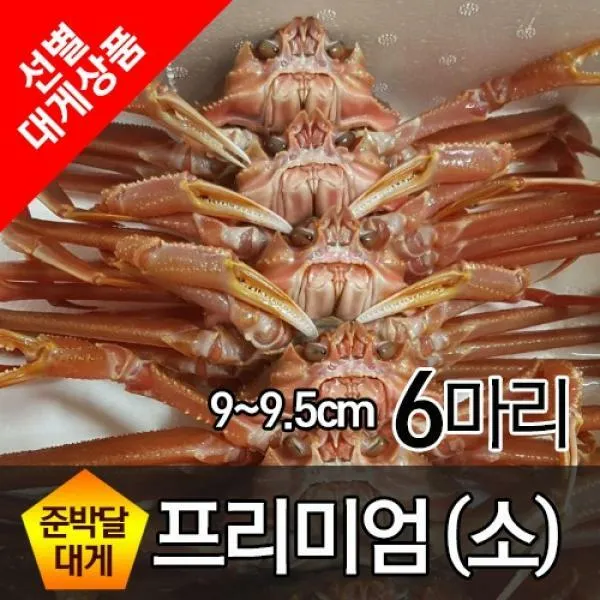 프리미엄 준박달대게 소 9cm~9.5cm 6마리 생물배송