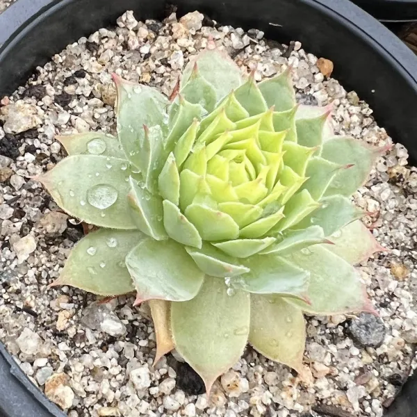 [올식스] 골드바위솔 A 노지월동 석부작재료 야생화 다육식물 다육이 키우기 공기정화식물 개업화분