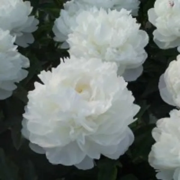 겹작약 4주 가데니아 ( 뇌두3-5 ) 10월 중순