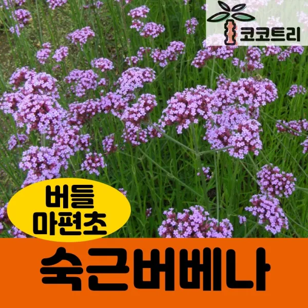 [코코트리] 숙근버베나(보나리엔시스) 5치포트 (버들마편초)