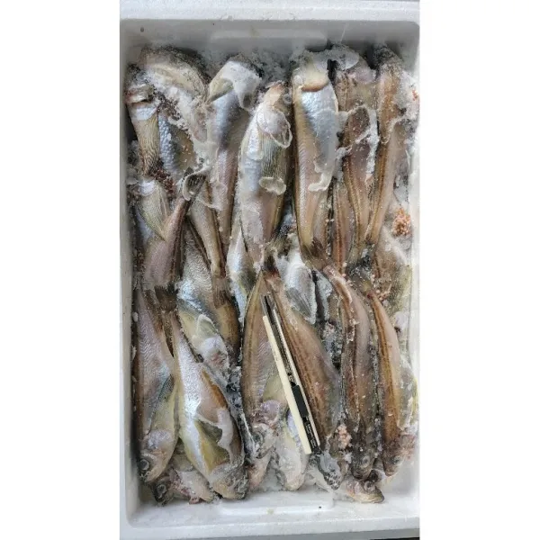 국산 동해안 알배기 도루묵 3.8kg