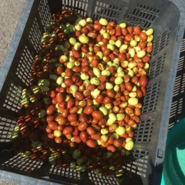 지리산토종건대추1kg GU2+5I5820.4kG, 다반사 1